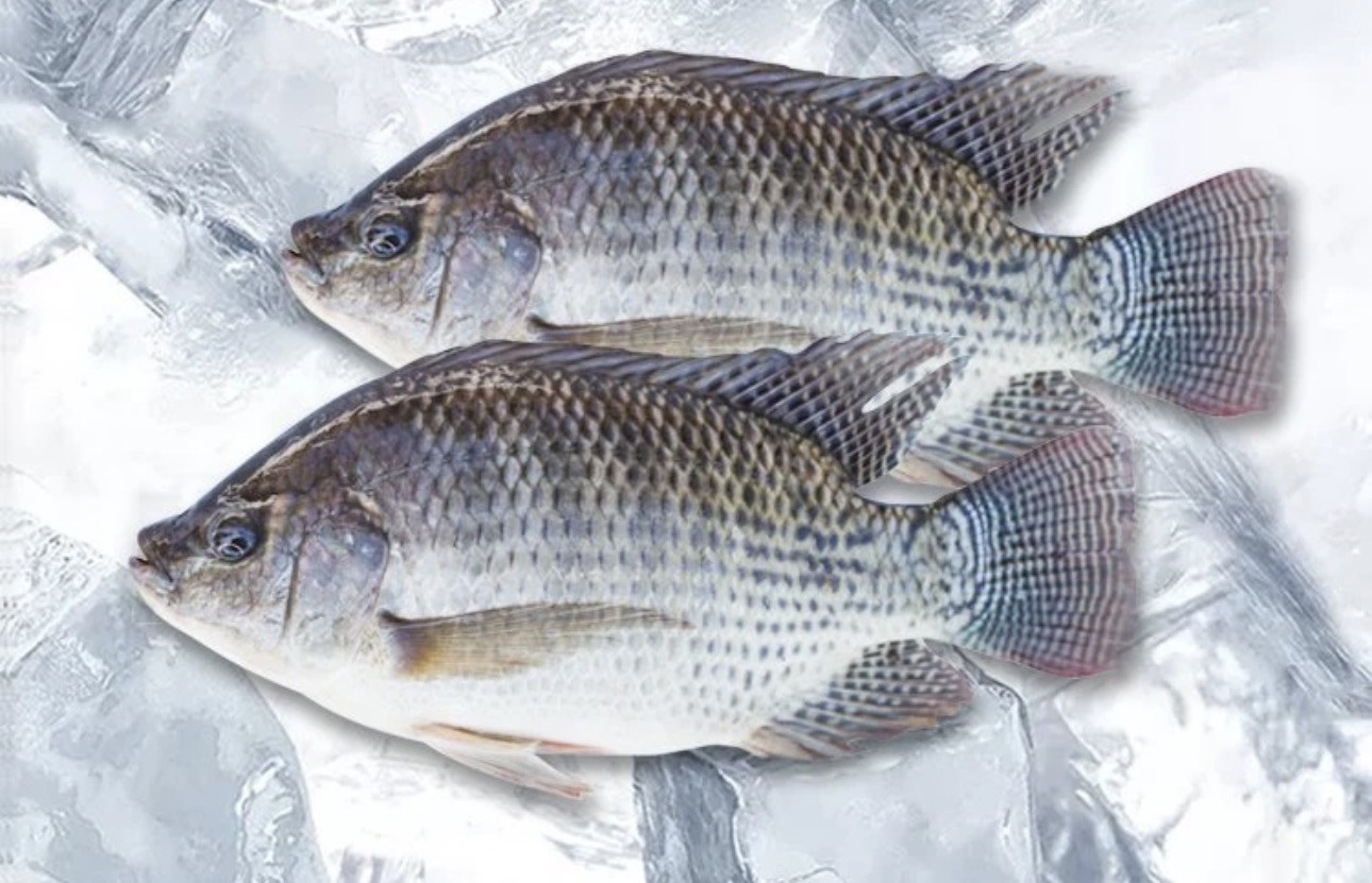 Découvrez nos nouveaux poissons