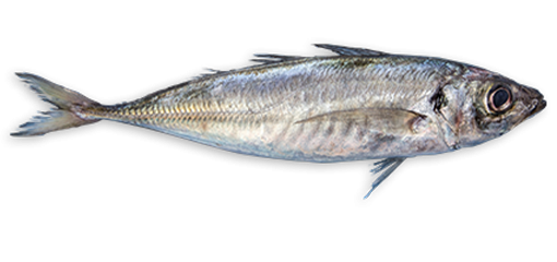 Chinchard