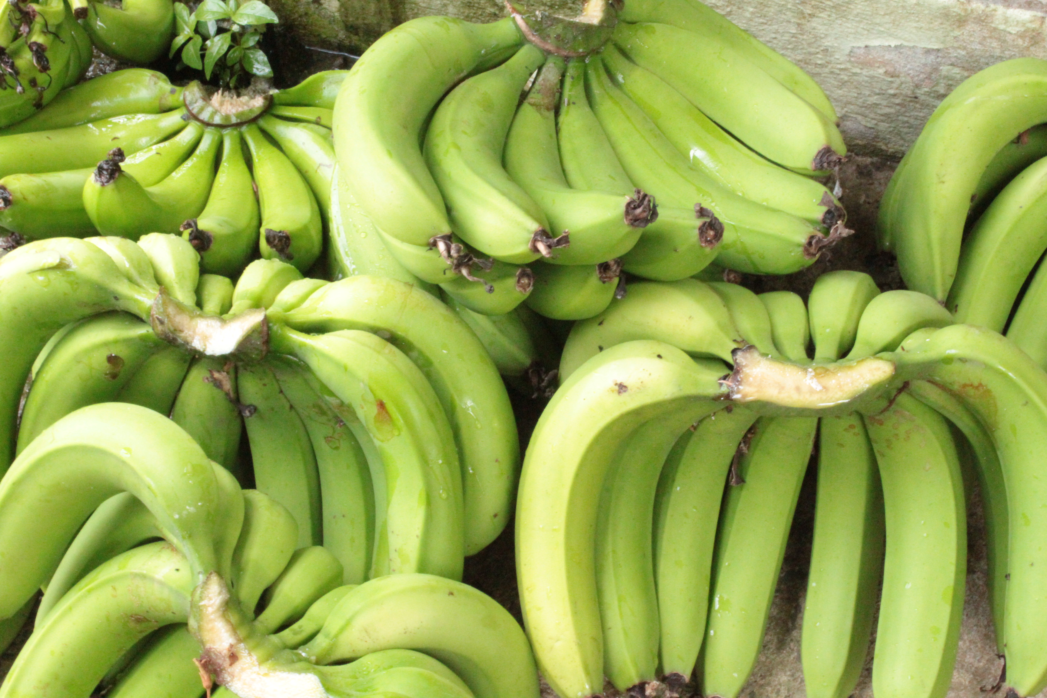 carton Banane verte